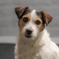 Mauno